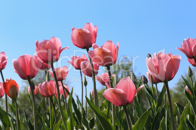 Tulpenfeld im Gegenlicht