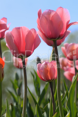 Tulpen im Sonnenlicht