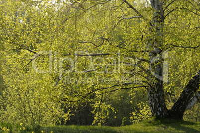 Junges Birkenlaub im Gegenlicht