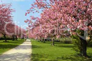 Blühender Kirschgarten