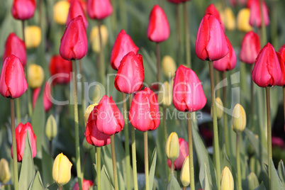Tulpen Tulpen