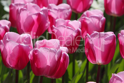 Tulpen