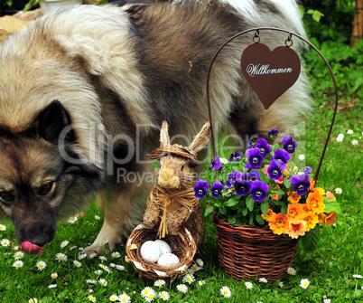 Ostern Osterhase Blumen Wiese