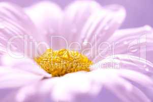 Margerite / daisy