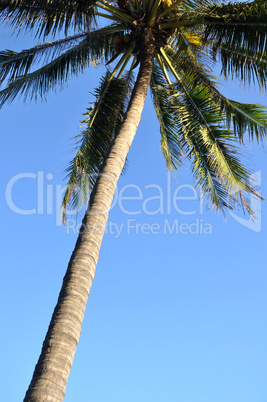 Coconut trees