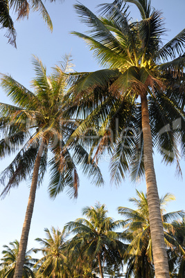 Coconut trees