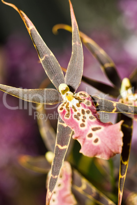 Orchidaceous flower in Keukenhof park