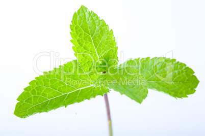 Fresh mint leaves