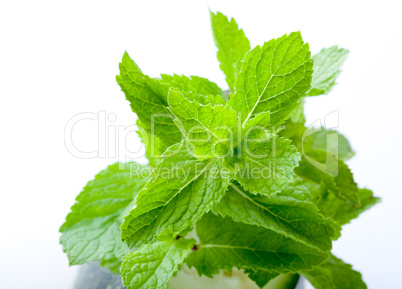 Fresh mint leaves