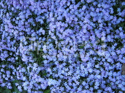 Blaues Blütenmehr