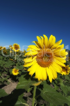 Sunflowers Meadow in Tuscany