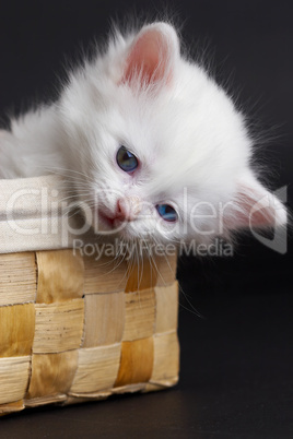 White kitten in a basket.