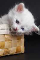 White kitten in a basket.