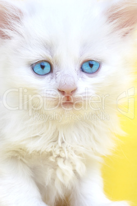 White kitten with blue eyes.