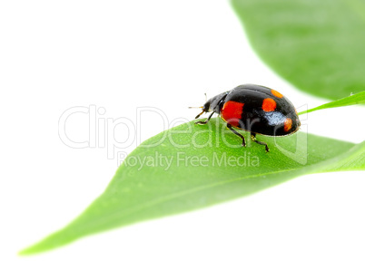 The small bug on a leaf of a plant.