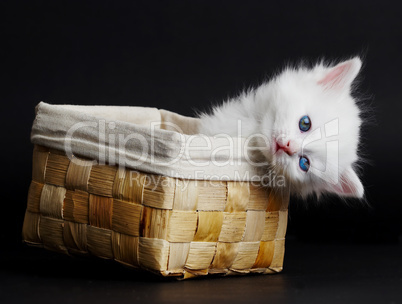 White kitten in a basket.