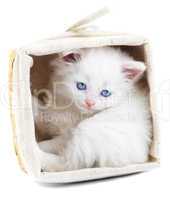 White kitten in a basket.