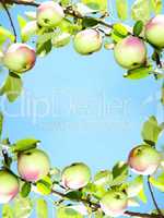 apples - frame