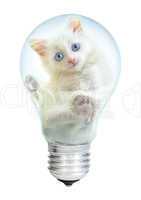 Electric lamp and kitten