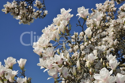 Magnolienblüten