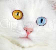 Portrait of a  varicoloured eyes white cat