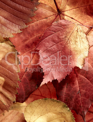 fallen autumn multi-coloured leaves