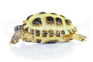 Photo of turtle on a white background