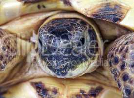 Photo of a turtle close up