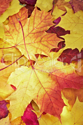 fallen maple multi-coloured leaves