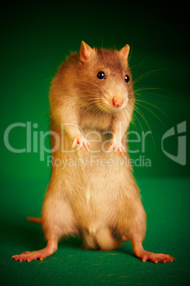 Rat on a green background