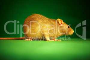 Rat on a green background