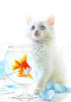kitten and fish