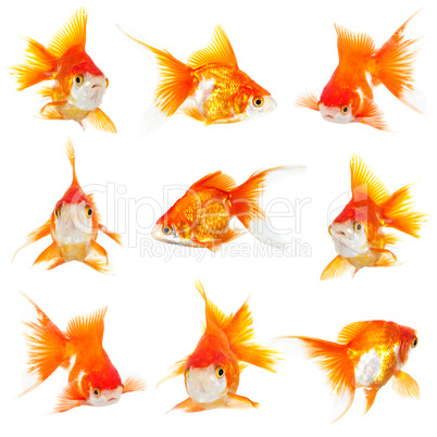 Gold small fishs