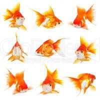 Gold small fishs