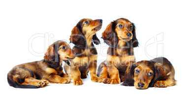 puppys  dachshund