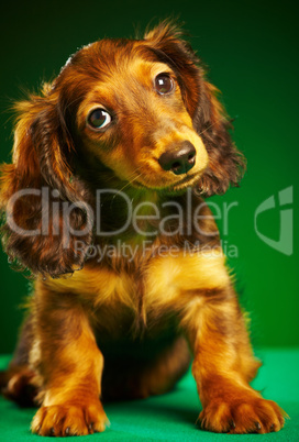 puppy dachshund
