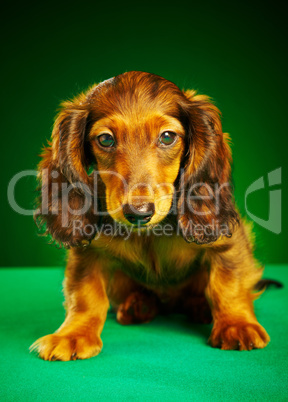 puppy dachshund