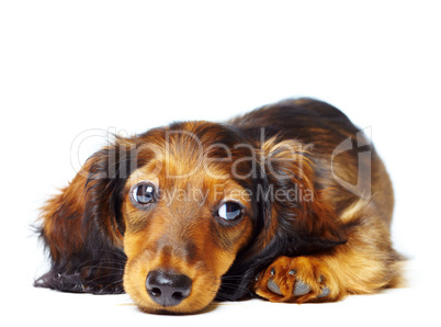 puppy dachshund