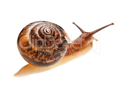 snail (edible snail)
