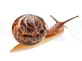 snail (edible snail)