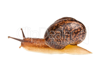 snail (edible snail)