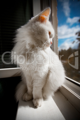 cat sit by the window