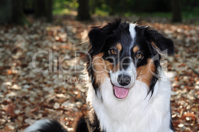 Australian Shepherd