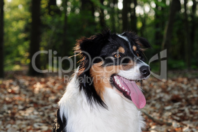 Australian Shepherd