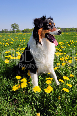 Australian Shepherd