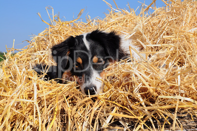 Australian Shepherd^