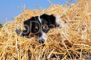 Australian Shepherd^