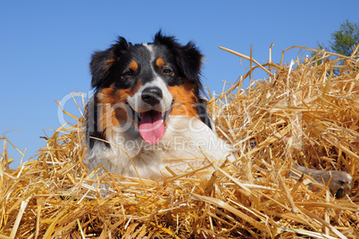 Australian Shepherd