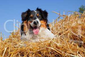 Australian Shepherd