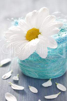 Blüte im Korb / flower in a basket